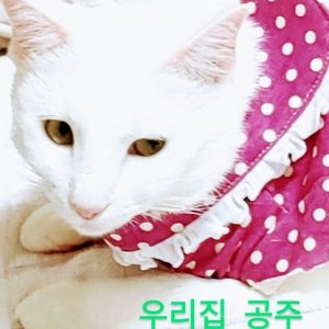 고양이를 찾습니다 터키시앙고라 서울특별시 금천구