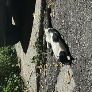 고양이 주인을 찾습니다 기타묘종 강원도 춘천시