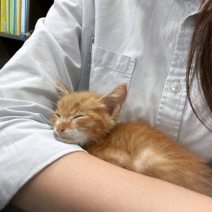 고양이 주인을 찾습니다 코리아쇼트헤어 세종특별자치시 전체