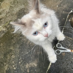 고양이 주인을 찾습니다 래그돌 부산광역시 해운대구