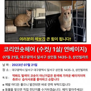 고양이를 찾습니다 코리아쇼트헤어 대구광역시 달서구
