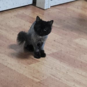 고양이 주인을 찾습니다 페르시안 충청남도 천안시 서북구