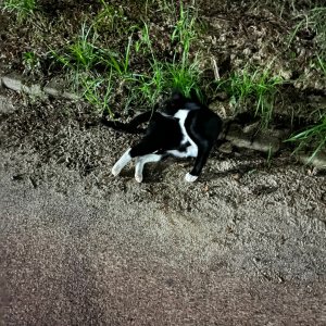 고양이 주인을 찾습니다 코리아쇼트헤어 대전광역시 서구