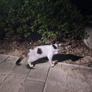 고양이 주인을 찾습니다 코리아쇼트헤어 경기도 김포시