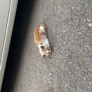 고양이 주인을 찾습니다 코리아쇼트헤어 경상북도 경주시