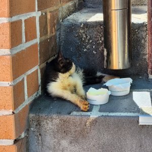 고양이 주인을 찾습니다 기타묘종 부산광역시 수영구