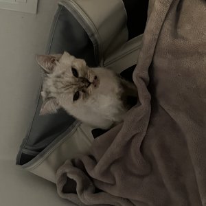 고양이 주인을 찾습니다 기타묘종 부산광역시 해운대구