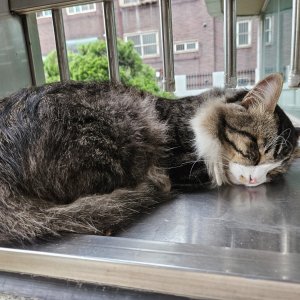 고양이 주인을 찾습니다 노르웨이지안포레스트캣 서울특별시 구로구