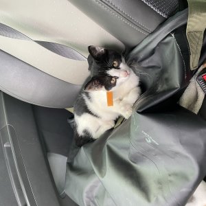 고양이 주인을 찾습니다 기타묘종 강원도 인제군