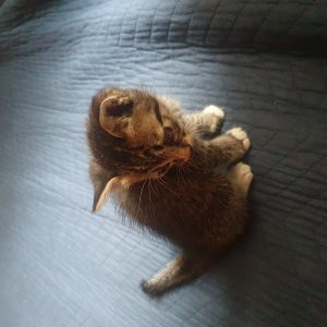 고양이 주인을 찾습니다 코리아쇼트헤어 경기도 안산시 단원구