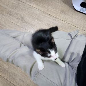 고양이 주인을 찾습니다 기타묘종 경기도 의정부시