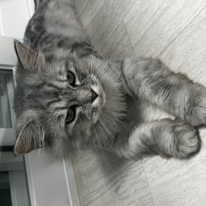 고양이 주인을 찾습니다 페르시안 경상북도 포항시 남구