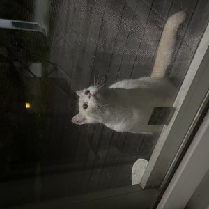 고양이 주인을 찾습니다 브리티시쇼트헤어 충청북도 진천군