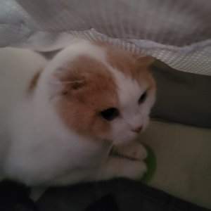 고양이를 찾습니다 스코티시폴드 경기도 부천시 원미구