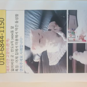 고양이를 찾습니다 페르시안 경기도 화성시