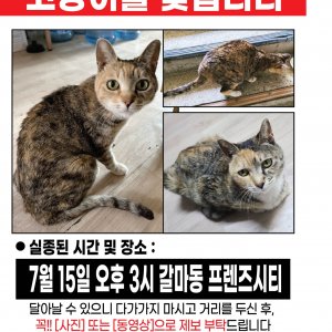 고양이를 찾습니다 코리아쇼트헤어 대전광역시 서구