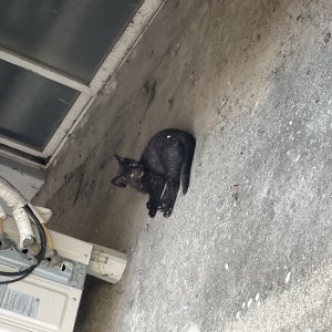 고양이를 찾습니다 코리아쇼트헤어 충청남도 천안시 동남구