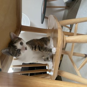 고양이 주인을 찾습니다 코리아쇼트헤어 경기도 성남시 수정구