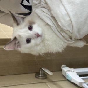 고양이 주인을 찾습니다 래그돌 대전광역시 서구