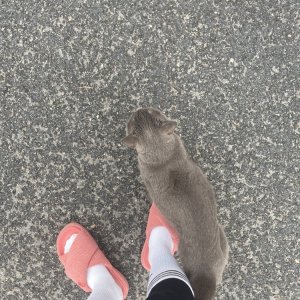 고양이 주인을 찾습니다 러시안블루 경기도 수원시 권선구