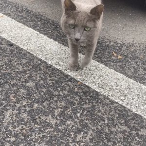 고양이 주인을 찾습니다 고양이 전단지