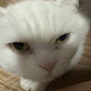 고양이를 찾습니다 기타묘종 서울특별시 관악구