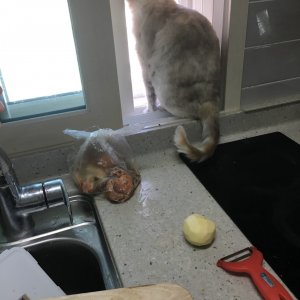 고양이를 찾습니다 기타묘종 경상북도 칠곡군
