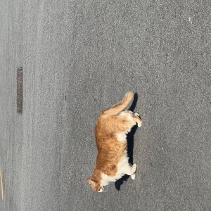 고양이 주인을 찾습니다 노르웨이지안포레스트캣 전라북도 전주시 완산구