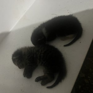 고양이 주인을 찾습니다 기타묘종 전라남도 목포시