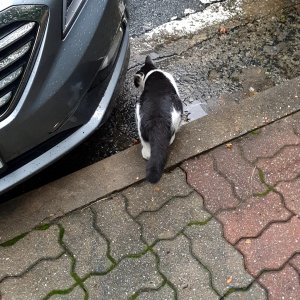 고양이 주인을 찾습니다 기타묘종 전라북도 전주시 덕진구