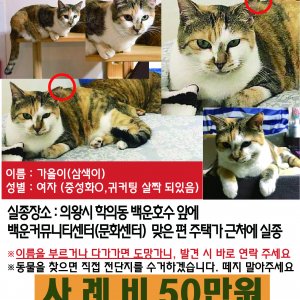 고양이를 찾습니다 기타묘종 경기도 의왕시