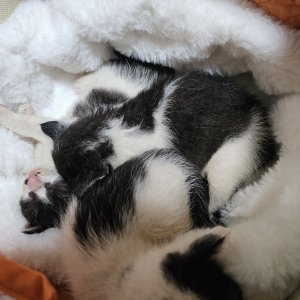 고양이 주인을 찾습니다 코리아쇼트헤어 충청북도 청주시 청원구