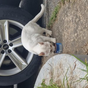 고양이 주인을 찾습니다 기타묘종 경기도 용인시 수지구
