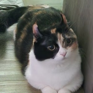 고양이를 찾습니다 먼치킨 세종특별자치시 전체