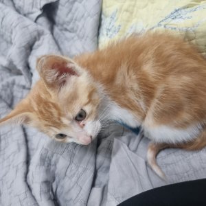 고양이 주인을 찾습니다 코리아쇼트헤어 강원도 춘천시