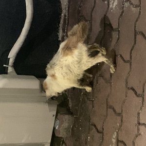 고양이 주인을 찾습니다 코리아쇼트헤어 광주광역시 광산구