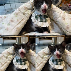 고양이 주인을 찾습니다 고양이 전단지