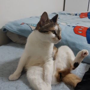 고양이를 찾습니다 코리아쇼트헤어 충청남도 서천군