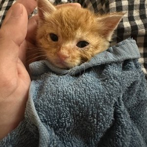 고양이 주인을 찾습니다 코리아쇼트헤어 대구광역시 남구