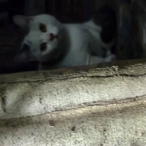 고양이 주인을 찾습니다 기타묘종 대구광역시 중구