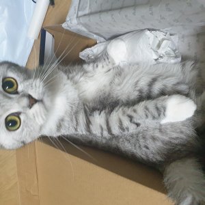 고양이를 찾습니다 아메리칸쇼트헤어 대구광역시 북구