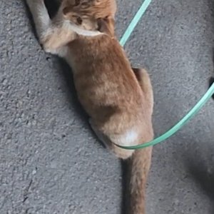 고양이를 찾습니다 코리아쇼트헤어 경기도 화성시