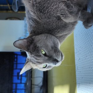 고양이 주인을 찾습니다 러시안블루 대구광역시 동구