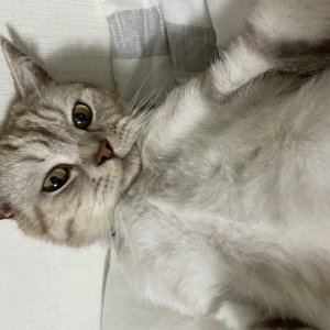 고양이를 찾습니다 기타묘종 전라남도 여수시