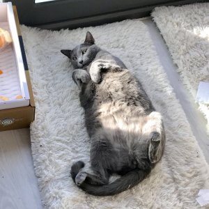 고양이를 찾습니다 러시안블루 대구광역시 동구