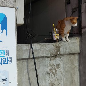 고양이 주인을 찾습니다 기타묘종 경기도 부천시 오정구