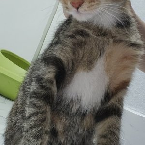 고양이 주인을 찾습니다 코리아쇼트헤어 광주광역시 광산구