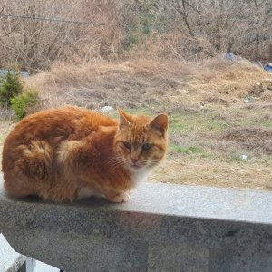 고양이를 찾습니다 코리아쇼트헤어 경기도 남양주시