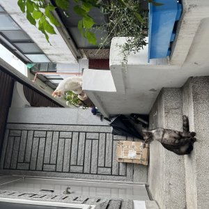 고양이를 찾습니다 기타묘종 인천광역시 서구