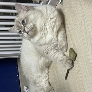 고양이를 찾습니다 기타묘종 서울특별시 성동구